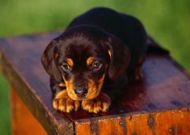 Dachshund Puppy Dog Pictures HD Wallpaper Backgrounds